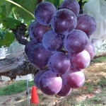 8月7日ふじみのり (2).jpg